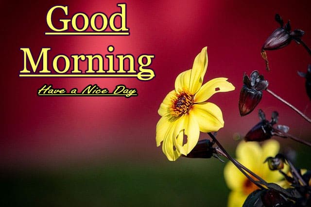 Awesome Good Morning Images Hd 1080p Download 2021