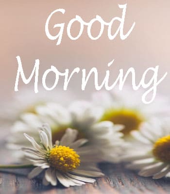 Best 50+ Beautiful Good Morning Images HD Download 2023 - Happy ...